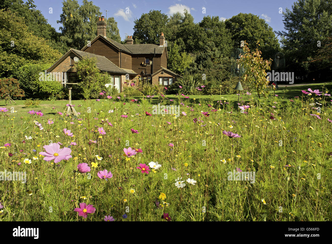 Edge of cultivated flower meadow in garden, with house and woodland in background, Sussex, England, September Stock Photo
