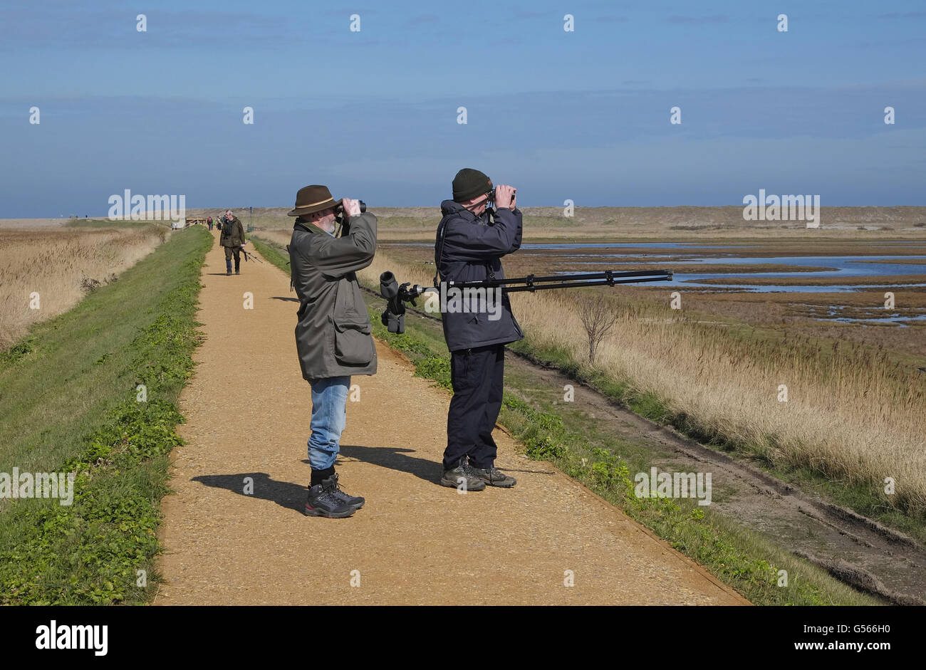 Birdwatchers using binoculars in coastal marshland, Cley Marshes
