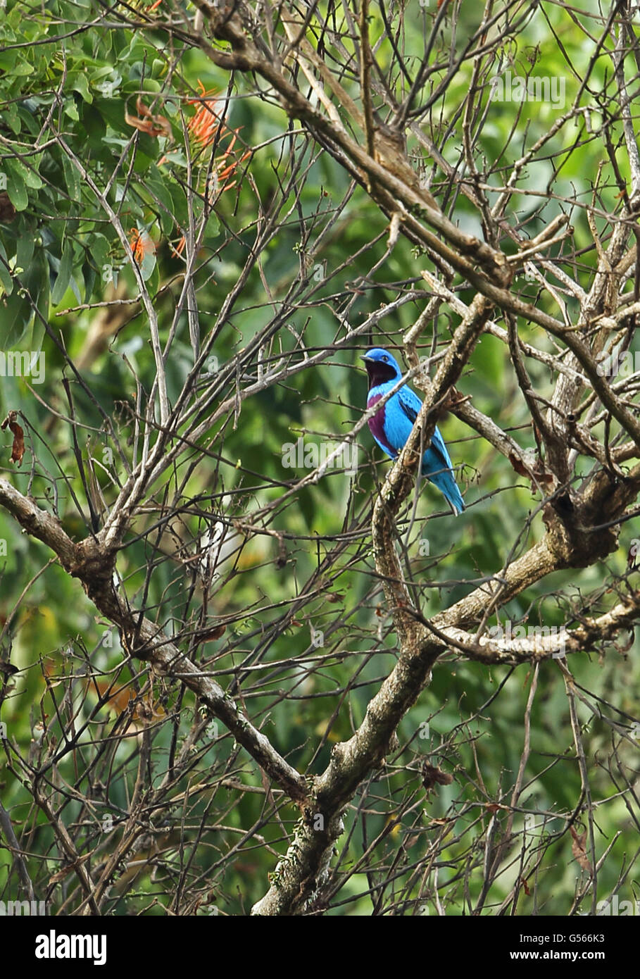 Lovely Cotinga (Cotinga amabilis) adult male, perched on branch, Pico Bonito, Honduras, February Stock Photo