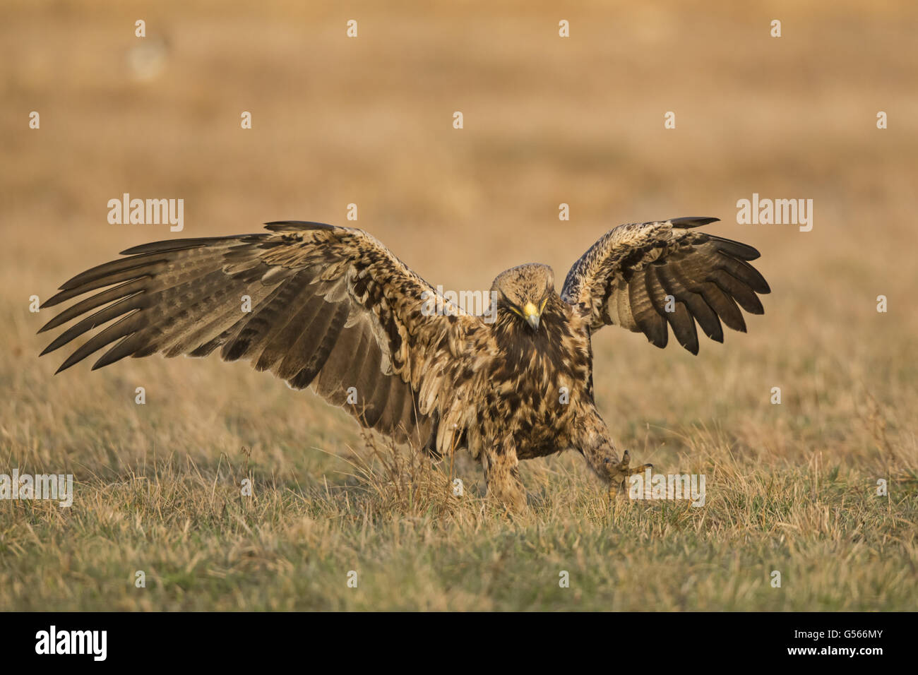 Eastern Imperial Eagle (Aquila heliaca) subadult, with wings raised,  walking on grass, Hortobagy N.P., Hungary, February Stock Photo - Alamy