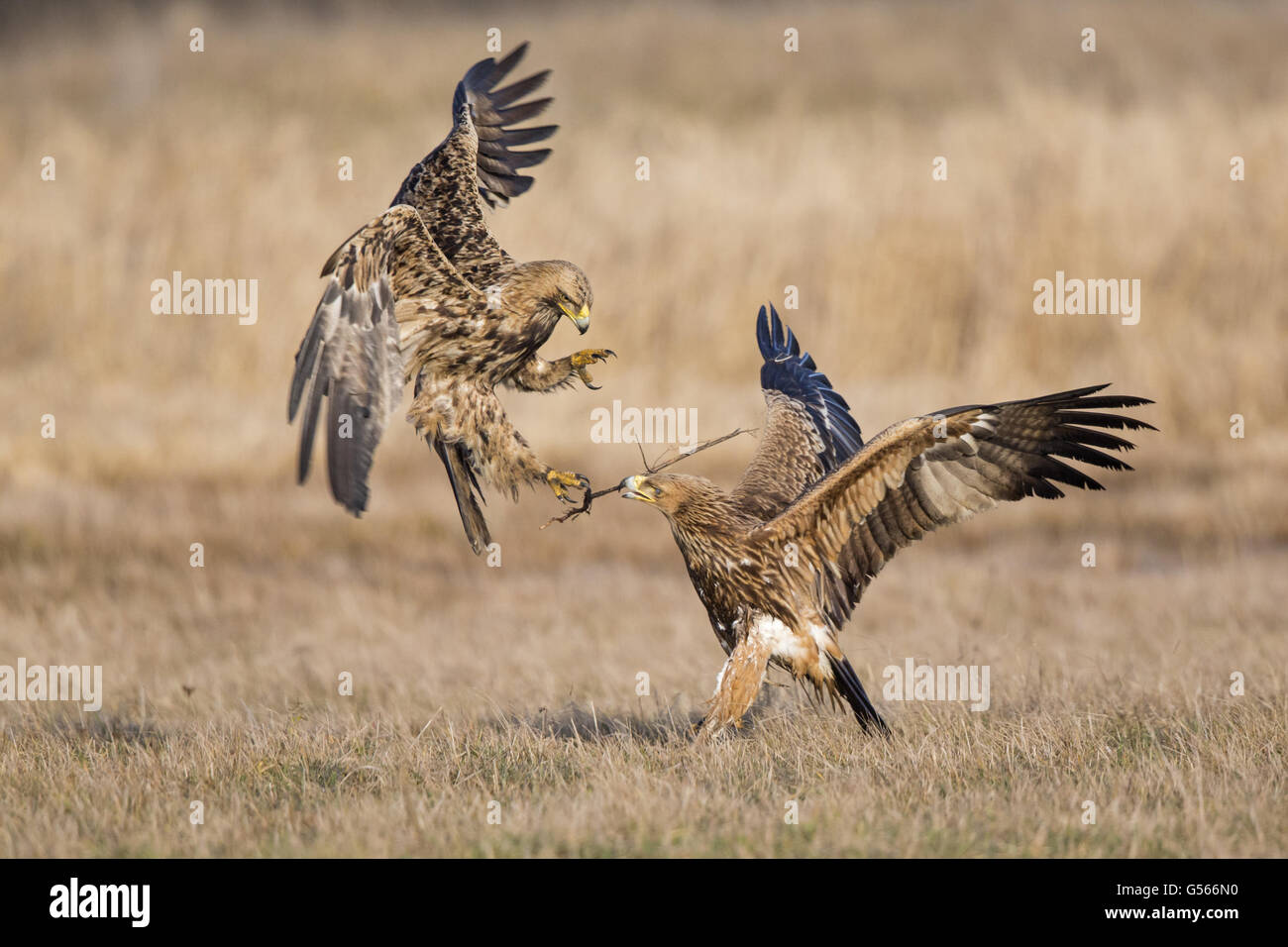 Eastern Imperial Eagle (Aquila heliaca) subadult, in flight, attacking juvenile on ground, Hortobagy N.P., Hungary, February Stock Photo