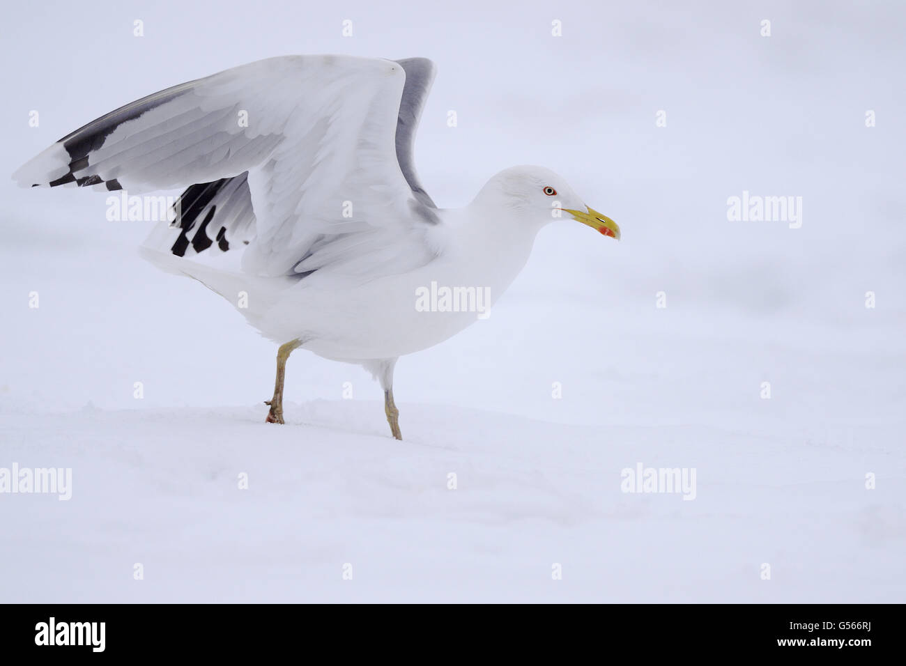 Omissus hires stock photography and images Alamy