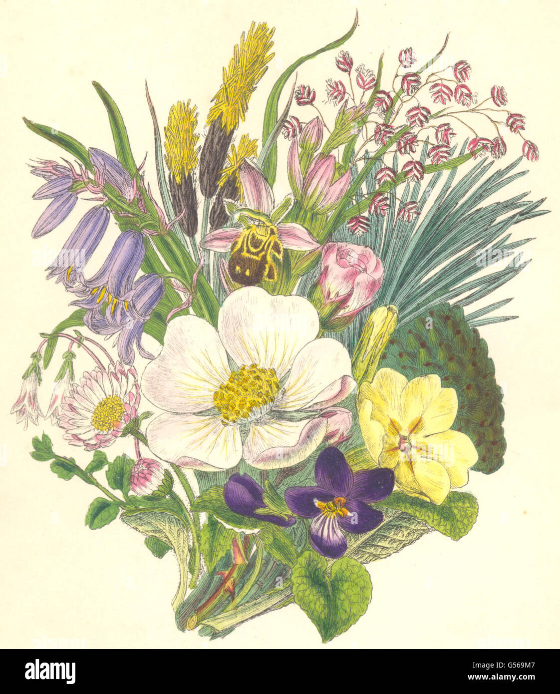 WILD FLOWERS: British Wild Flowers. SOWERBY, antique print