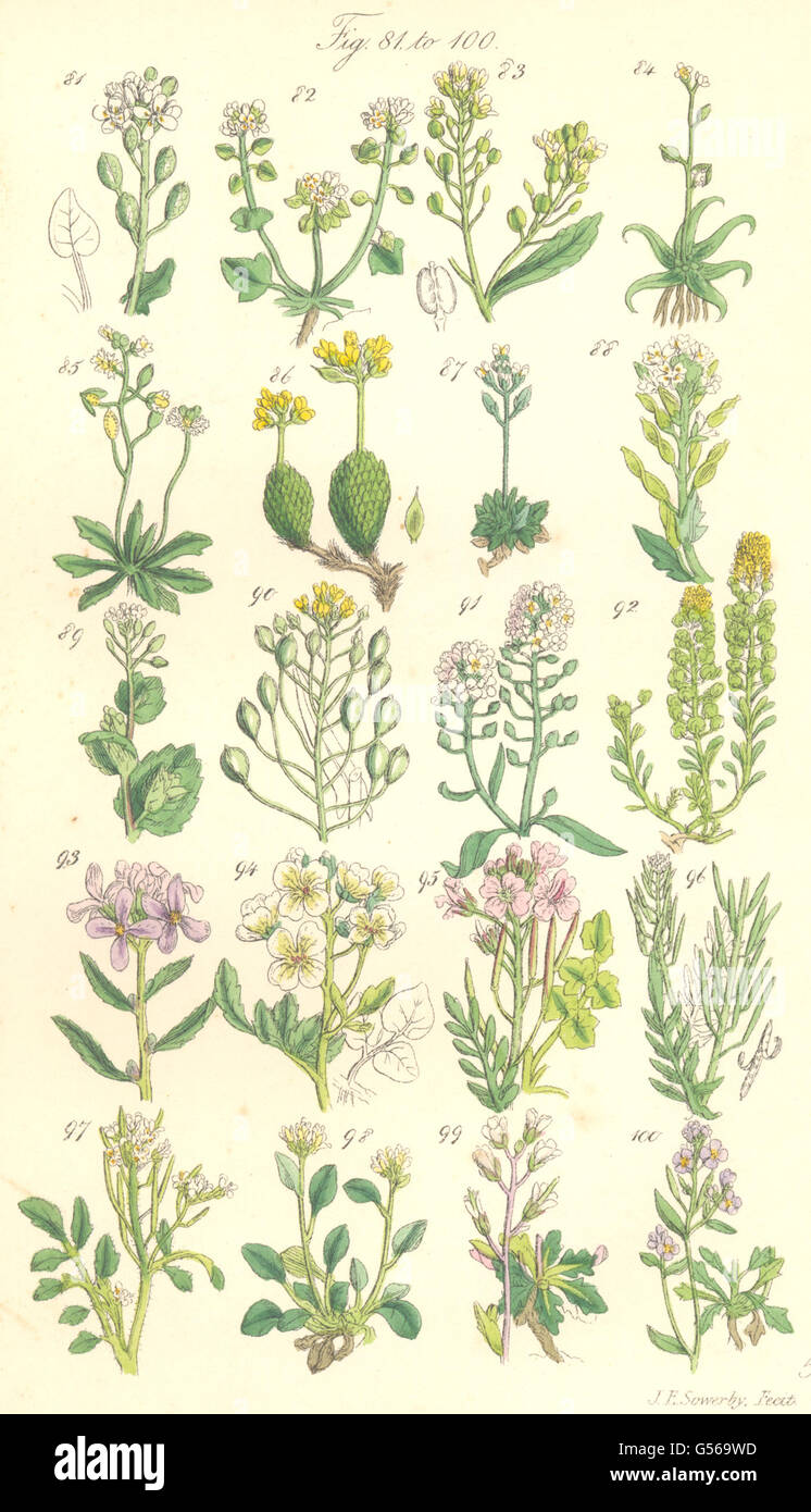 WILD FLOWERS:Grass;Horseradish;Awl-Wort;Draba;Alyssum;Madwort;Cress.SOWERBY 1890 Stock Photo