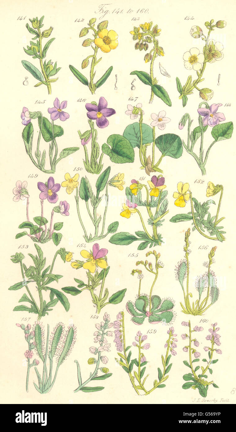 WILD FLOWERS:Rock-Rose;Sun-Cistus;Violet;Heart's-ease;Pansy;-dew;Milk-wort. 1890 Stock Photo