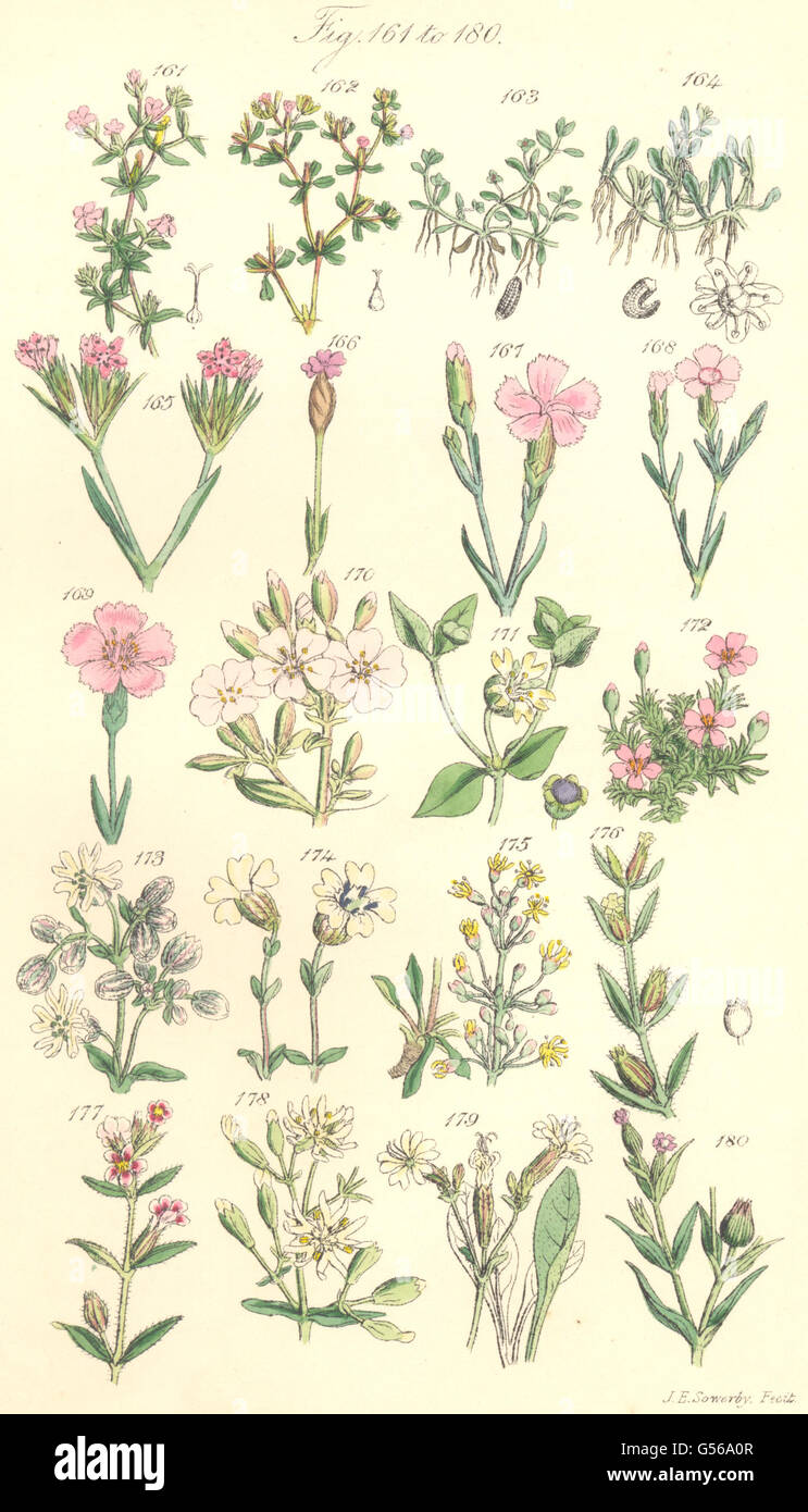WILD FLOWERS:Seaheath;Waterwort;Soapwort;Chickweed;Campion;Catchfly.SOWERBY 1890 Stock Photo