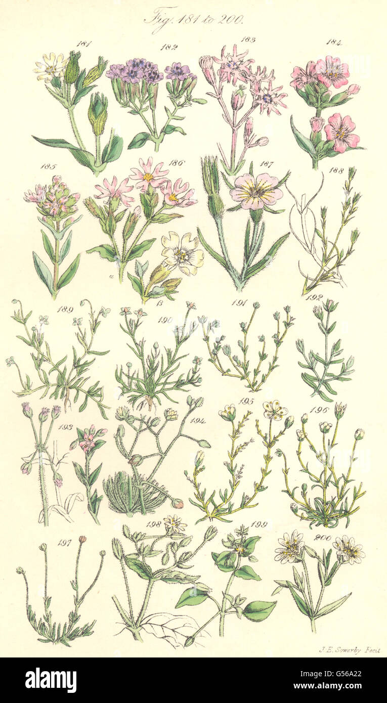 WILD FLOWERS:Catchfly;Cuckoo;Campion;Corn Cockle;Chickweed;Spurrey.SOWERBY, 1890 Stock Photo