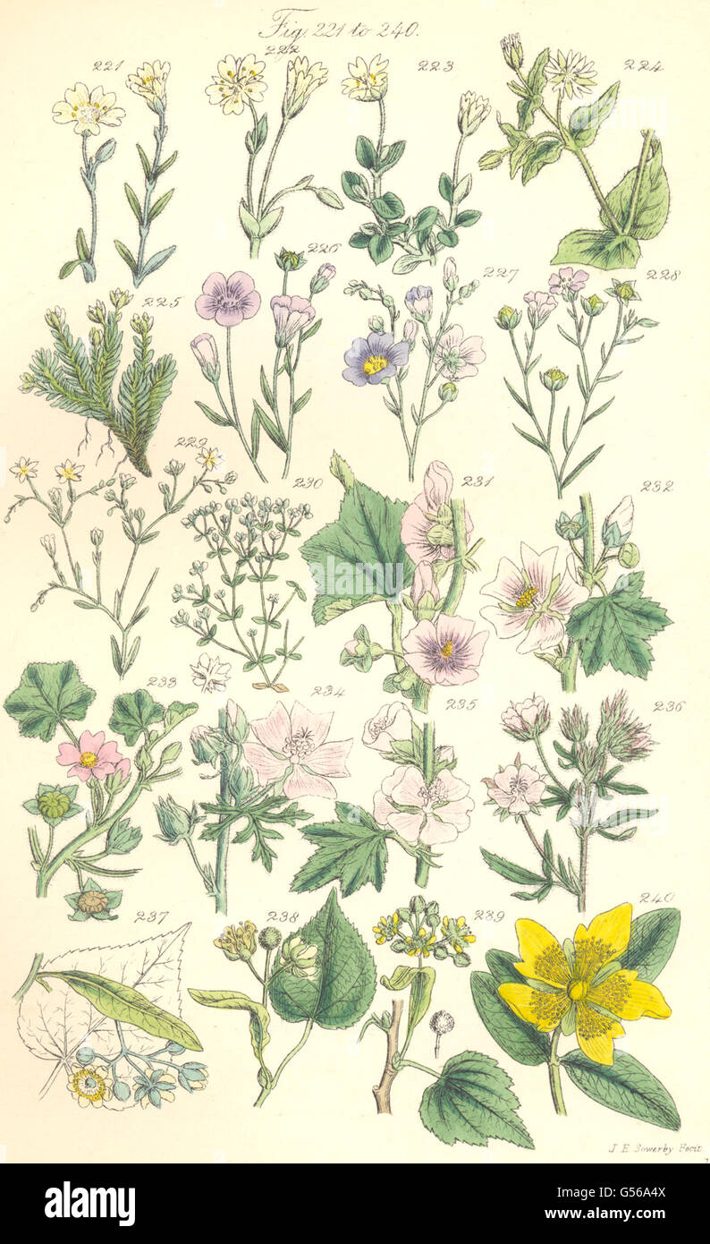 WILD FLOWERS: Chickweed Cyphel Flax Mallow Lime Linden-tree Tutsan. SOWERBY 1890 Stock Photo