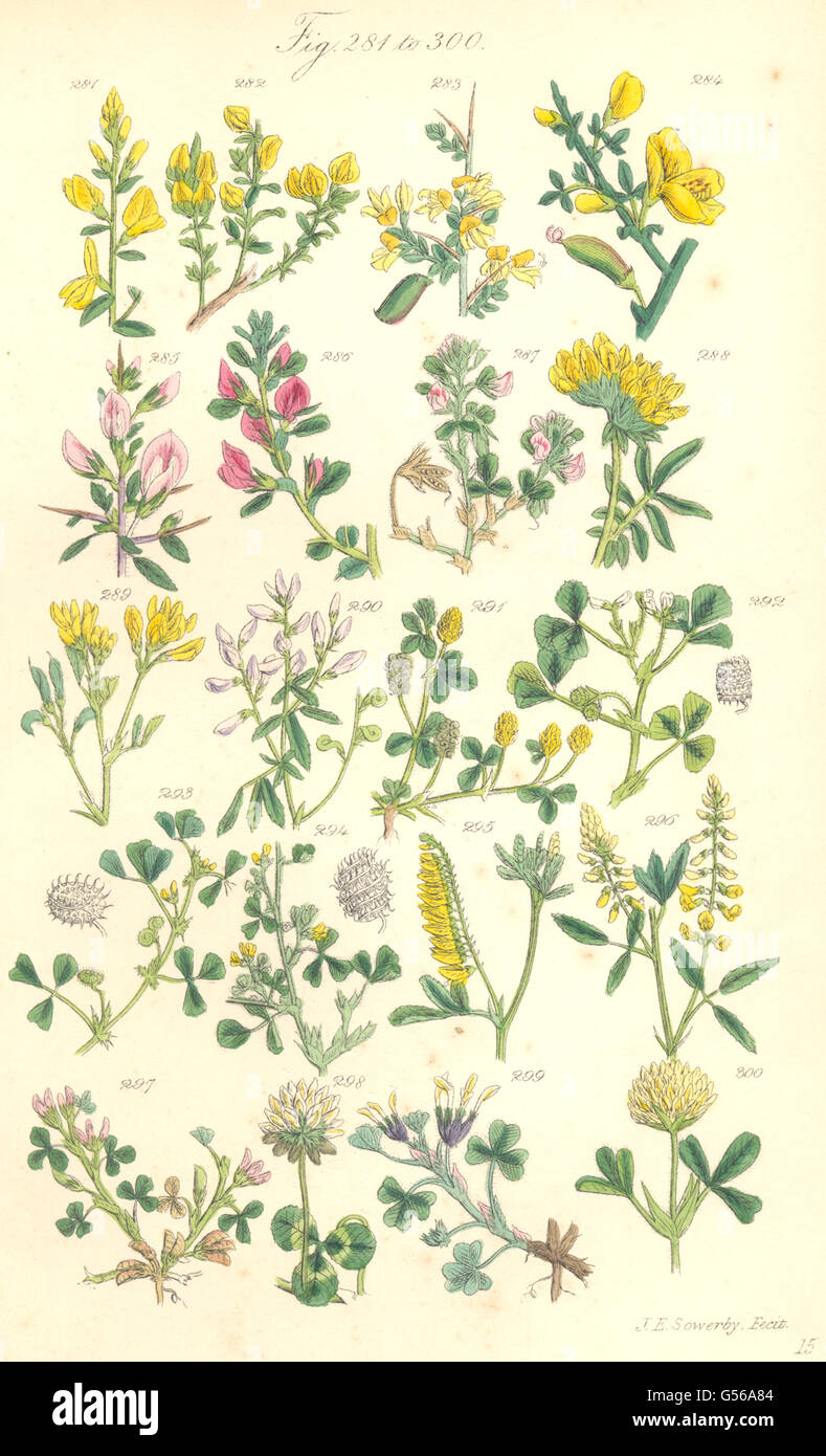 WILD FLOWERS: Broom Kidney-vetch Wound-wort Medick Clover Trefoil. SOWERBY, 1890 Stock Photo