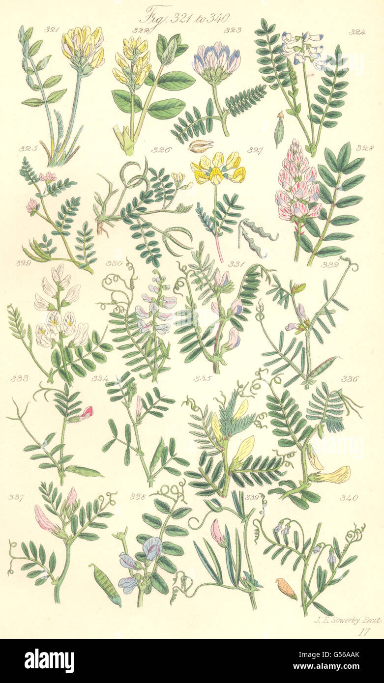 VETCH FLOWERS: Purple Milk Joint Horseshoe Wood Tufted Yellow Bush. SOWERBY 1890 Stock Photo