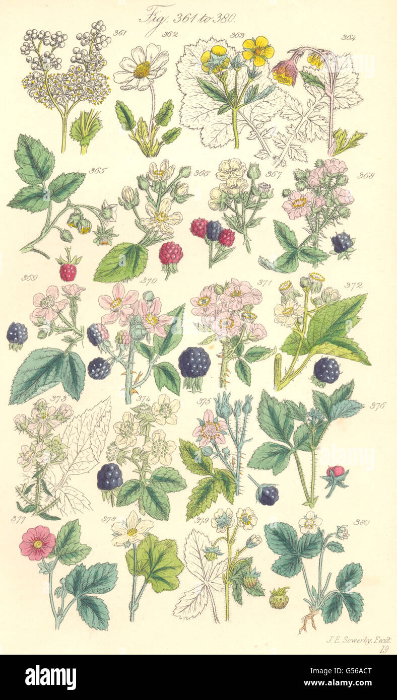 WILD BERRIES: Raspberry Bramble Blackberry Dewberry Cloudberry Strawberry, 1890 Stock Photo