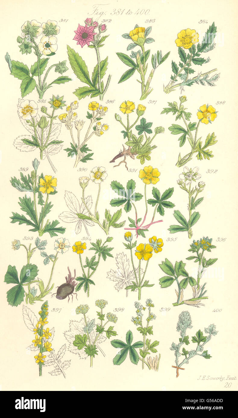 WILD FLOWERS: Hautboy Strawberry Cinque-foil Silver-weed Tormentil. SOWERBY 1890 Stock Photo