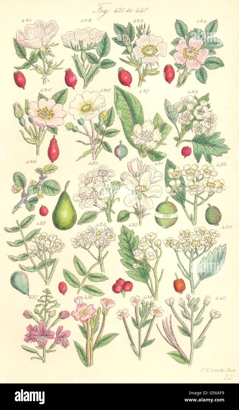 WILD FLOWERS: Dog-Rose Hawthorn Pear Apple Ash Rowan-tree Beam-Bay. SOWERBY 1890 Stock Photo