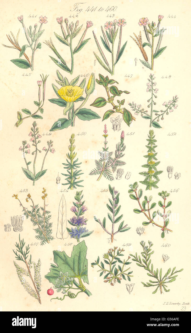 WILD FLOWERS: Milfoil Loosestrife Purslane Bryony Strapwort. SOWERBY, 1890 Stock Photo