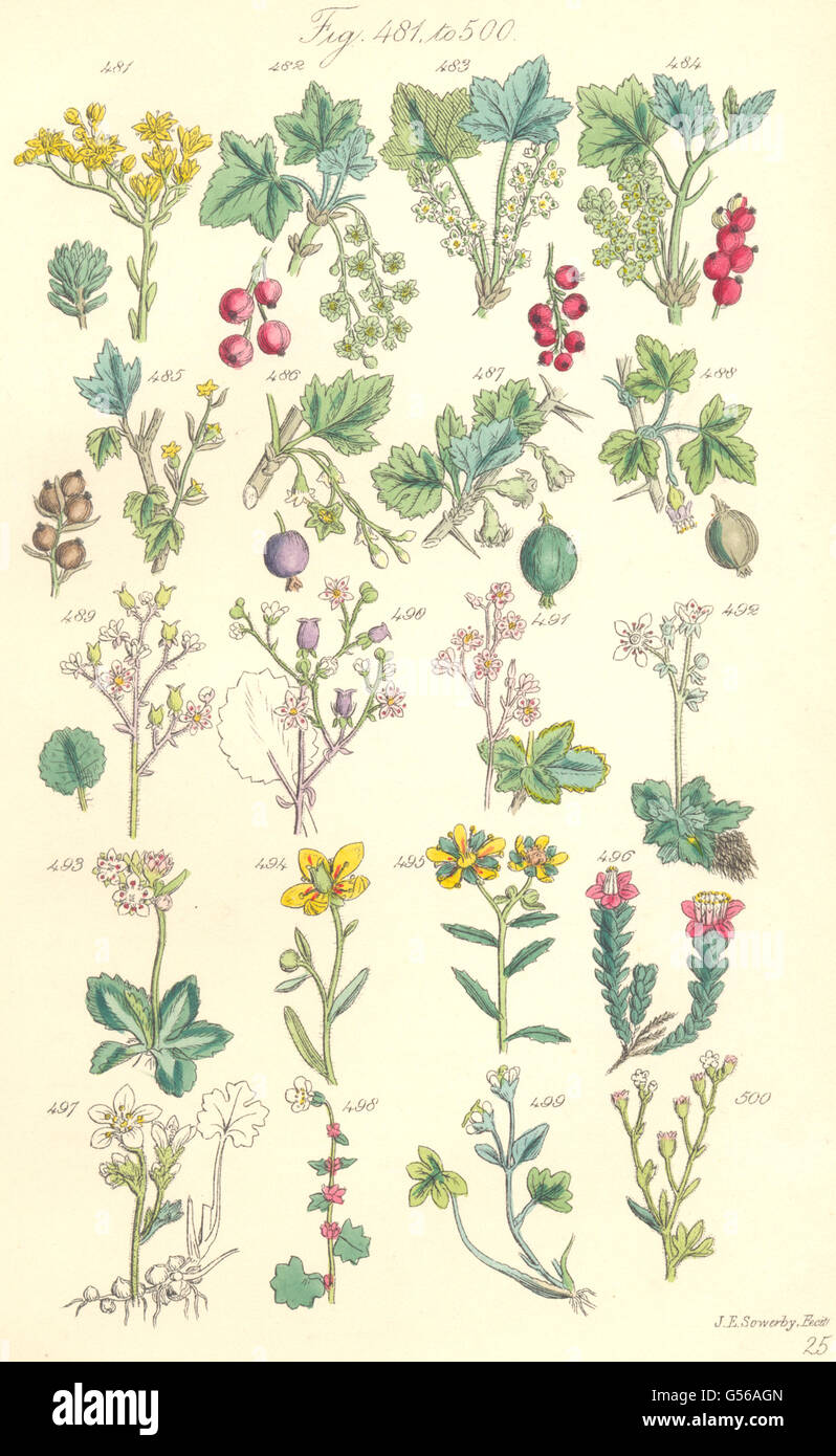 WILD FLOWERS: Red, Rock, Mtn Black Currant; Gooseberry; Saxifrage. SOWERBY, 1890 Stock Photo