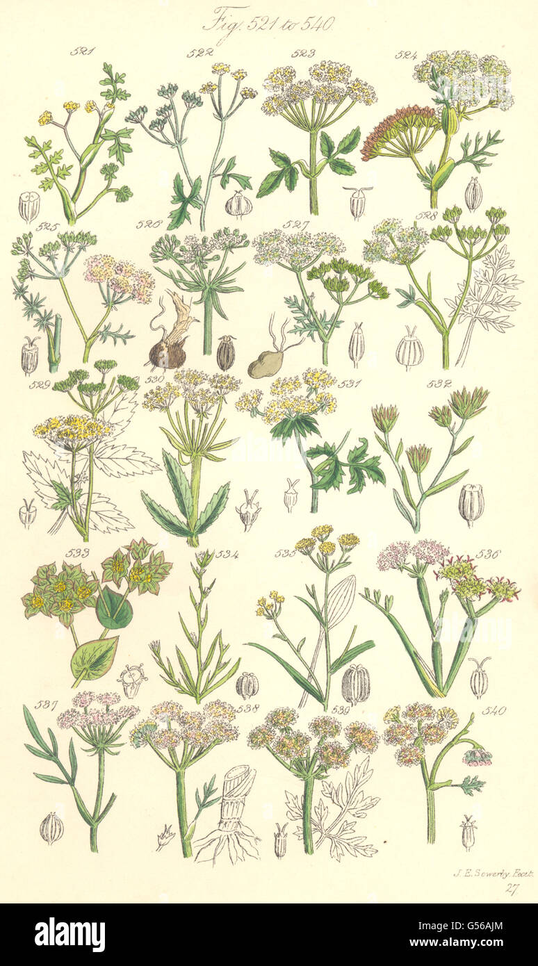 WILD FLOWERS: Water Stone-wort Gout Weed Caraway Saxifrage Parsnip. SOWERBY 1890 Stock Photo