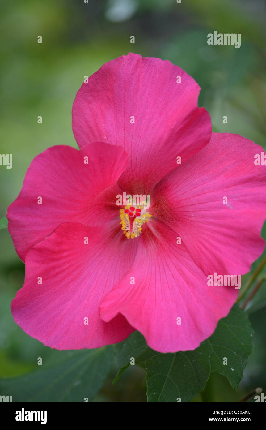 Red Hibiscus Flower in Bloom Stock Photo - Alamy