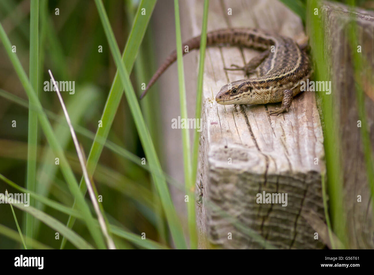 Common lizard, Spurn Point, UK Stock Photo