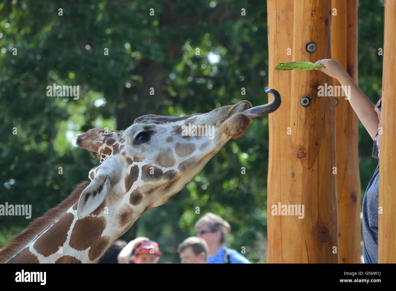 Giraffe eating lettuce Stock Photo - Alamy