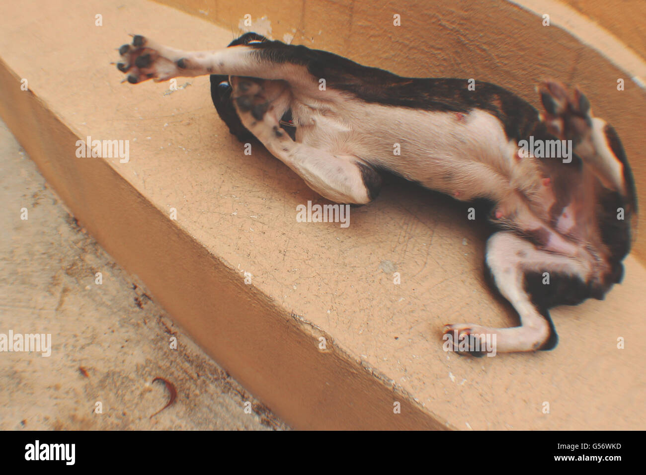 Photograph of a dog in a weird funny position Stock Photo