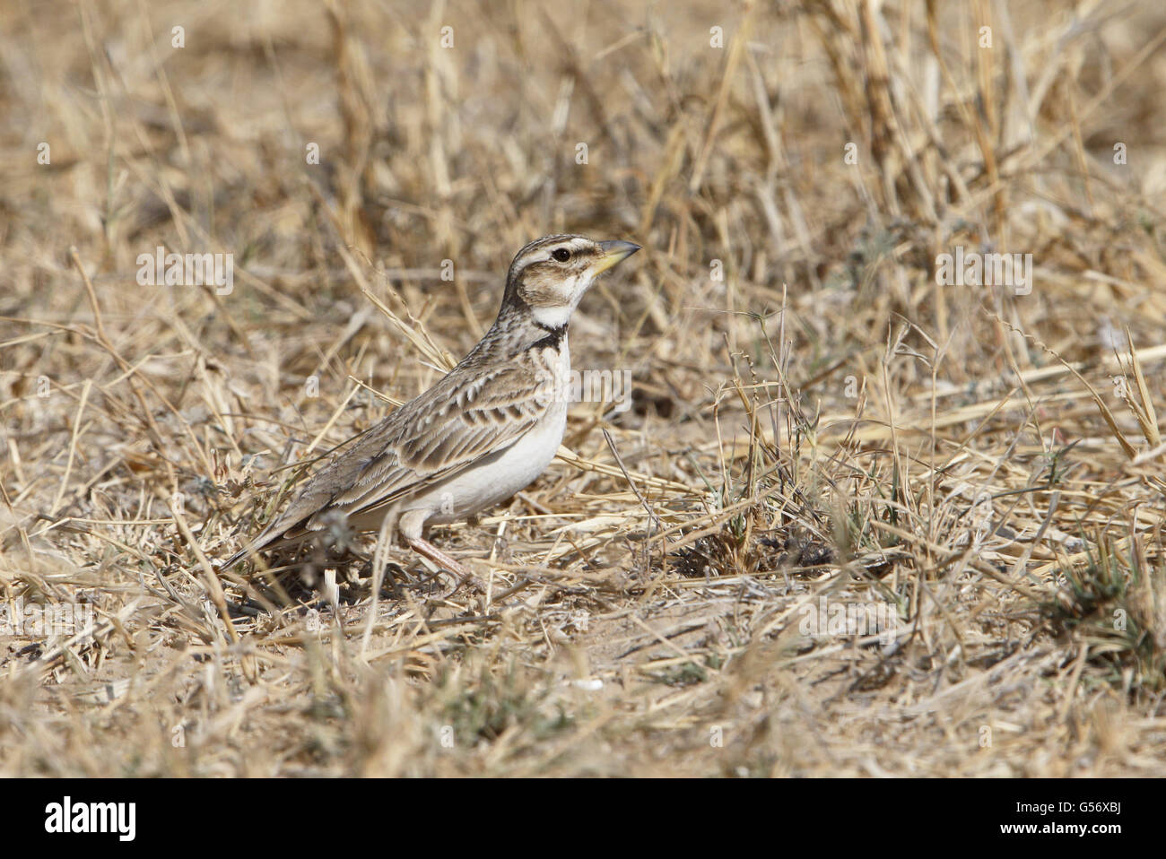 Bimaculated Lark (Melanocorypha bimaculata) adult, standing in dry grass, Desert N.P., Thar Desert, Rajasthan, India, February Stock Photo
