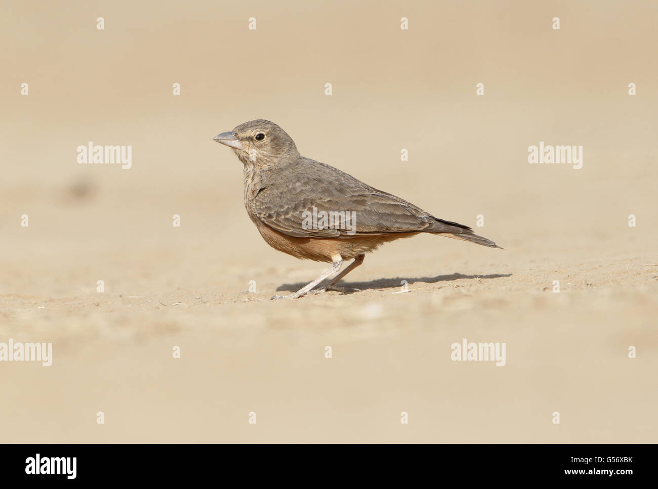 Rufous-tailed Lark (Ammomanes phoenicura) adult, standing on ground, Kutch, Gujarat, India, February Stock Photo