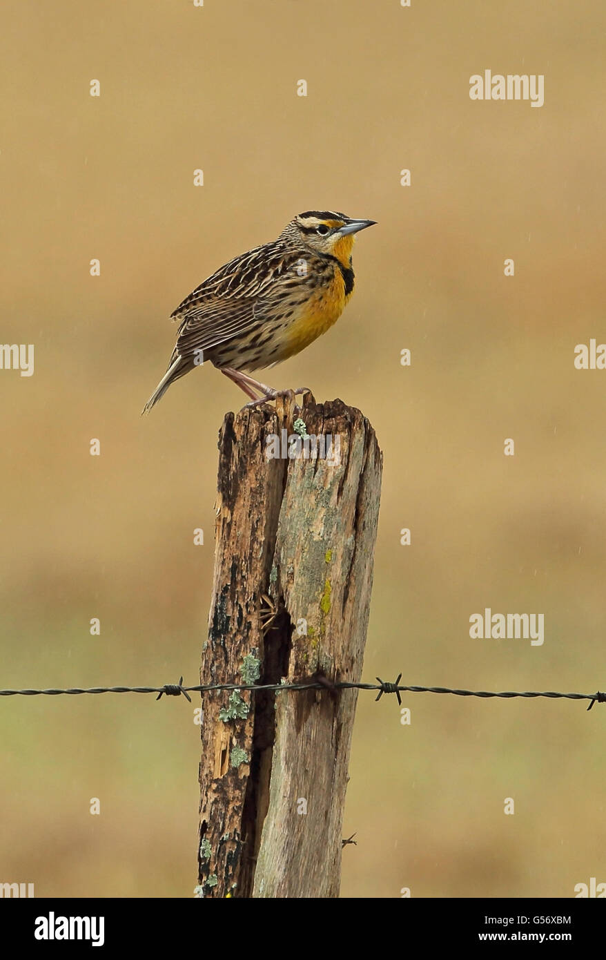 Eastern Meadowlark (Sturnella magna alticola) adult, perched on fencepost during rainfall, Honduras, February Stock Photo