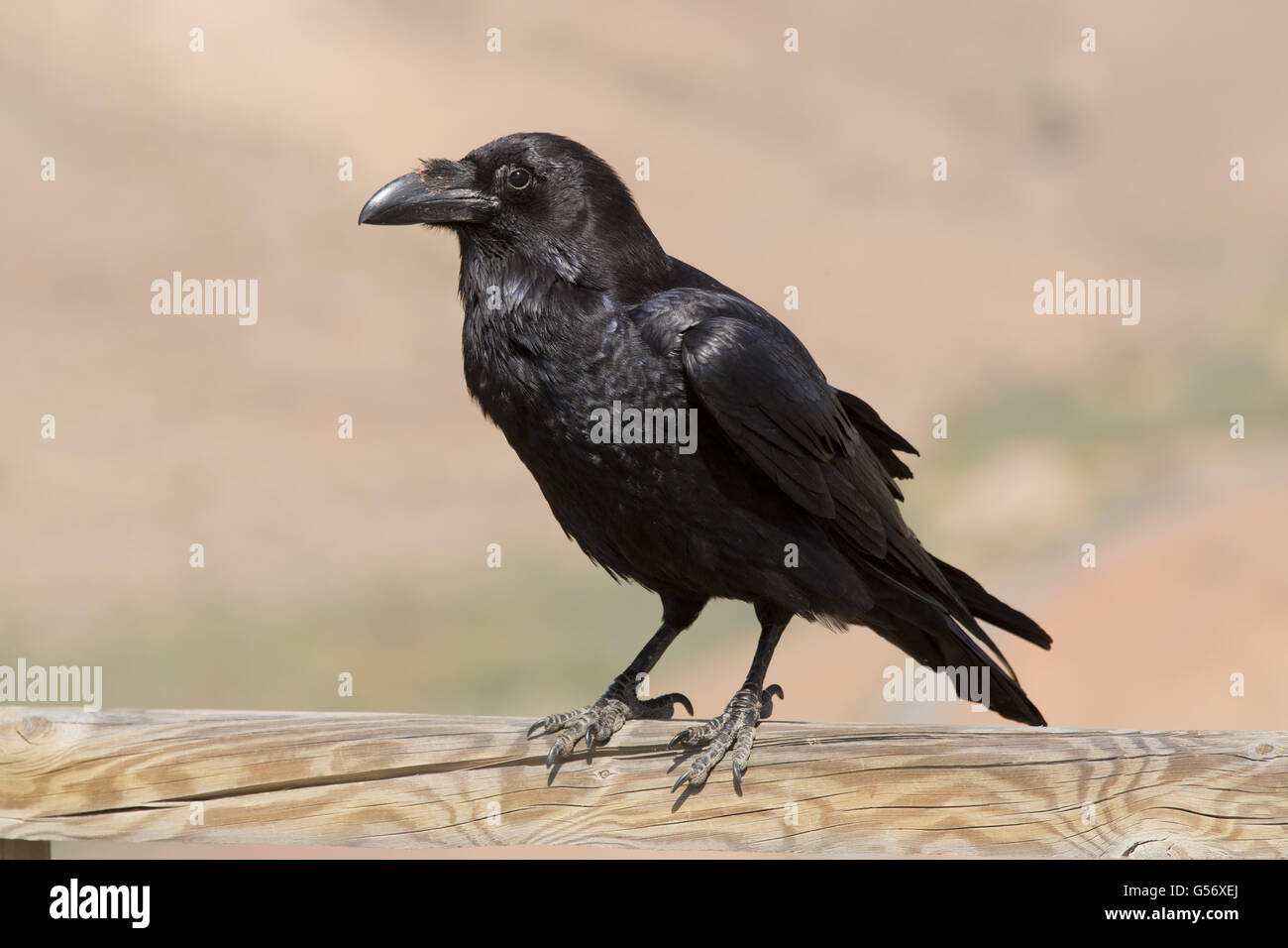 Canary Islands Raven (Corvus corax tingitanus) adult, perched on wooden railing, Fuerteventura, Canary Islands, March Stock Photo