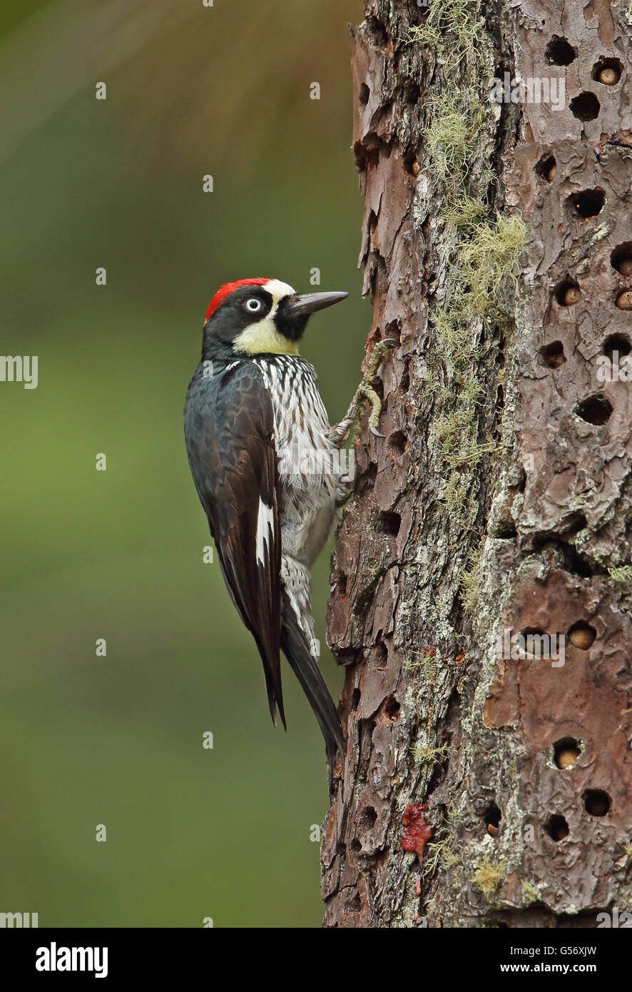 woodpecker-storing-acorns-hi-res-stock-photography-and-images-alamy