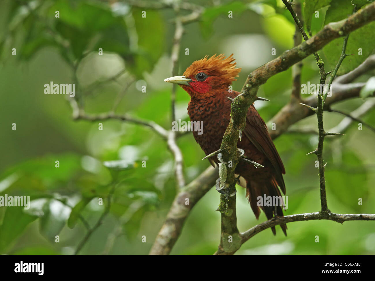 Chestnut-coloured Woodpecker (Celeus castaneus) adult male, perched on branch, Pico Bonito, Honduras, February Stock Photo