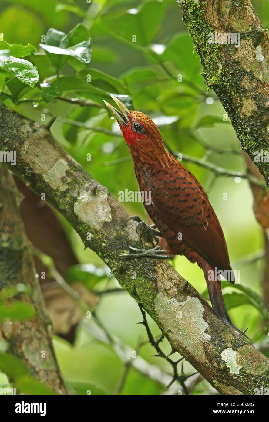 Chestnut-coloured Woodpecker (Celeus castaneus) adult male, with beak open, perched on branch, Pico Bonito, Honduras, February Stock Photo