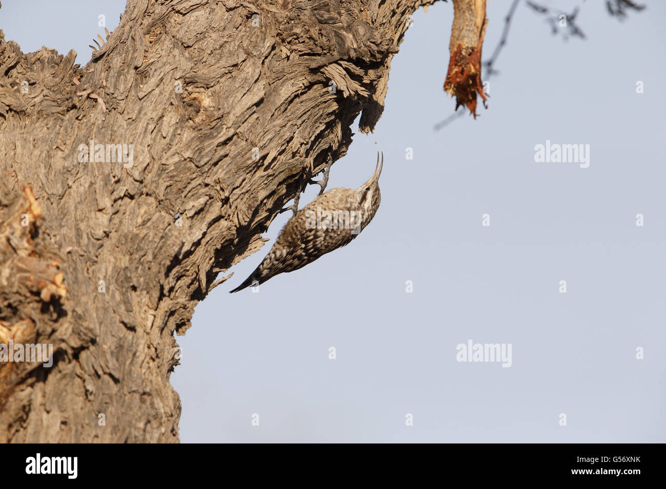 Indian Spotted Creeper (Salpornis spilonotus) adult, tossing food item into air, clinging to tree trunk, Tal Chhapar, Thar Desert, Rajasthan, India, February Stock Photo
