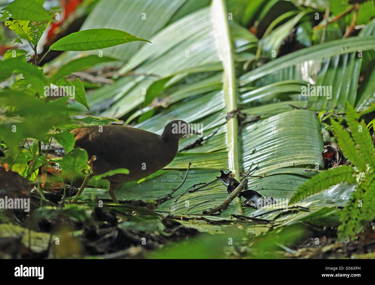 Little Tinamou (Crypturellus soui meserythrus) adult, walking through vegetation, Pico Bonito, Honduras, February Stock Photo