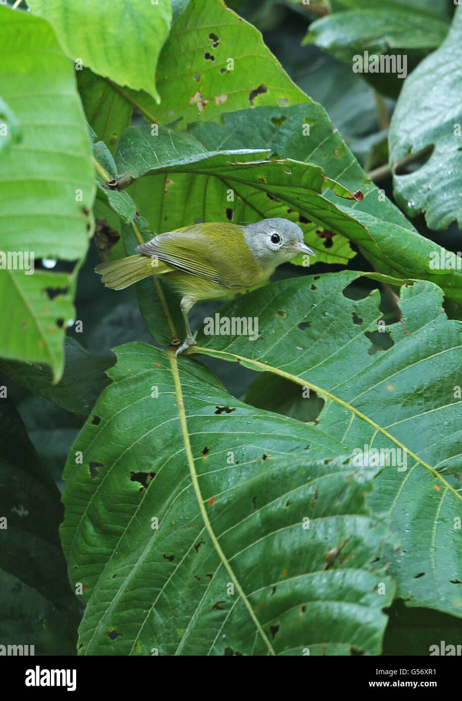 Lesser Greenlet (Hylophilus decurtatus decurtatus) adult, perched on leaf, Lancetilla Botanical Gardens, Honduras, February Stock Photo