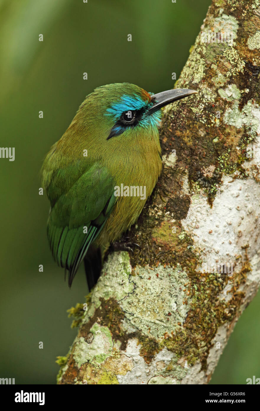 Keel-billed Motmot (Electron carinatum) adult, perched on branch