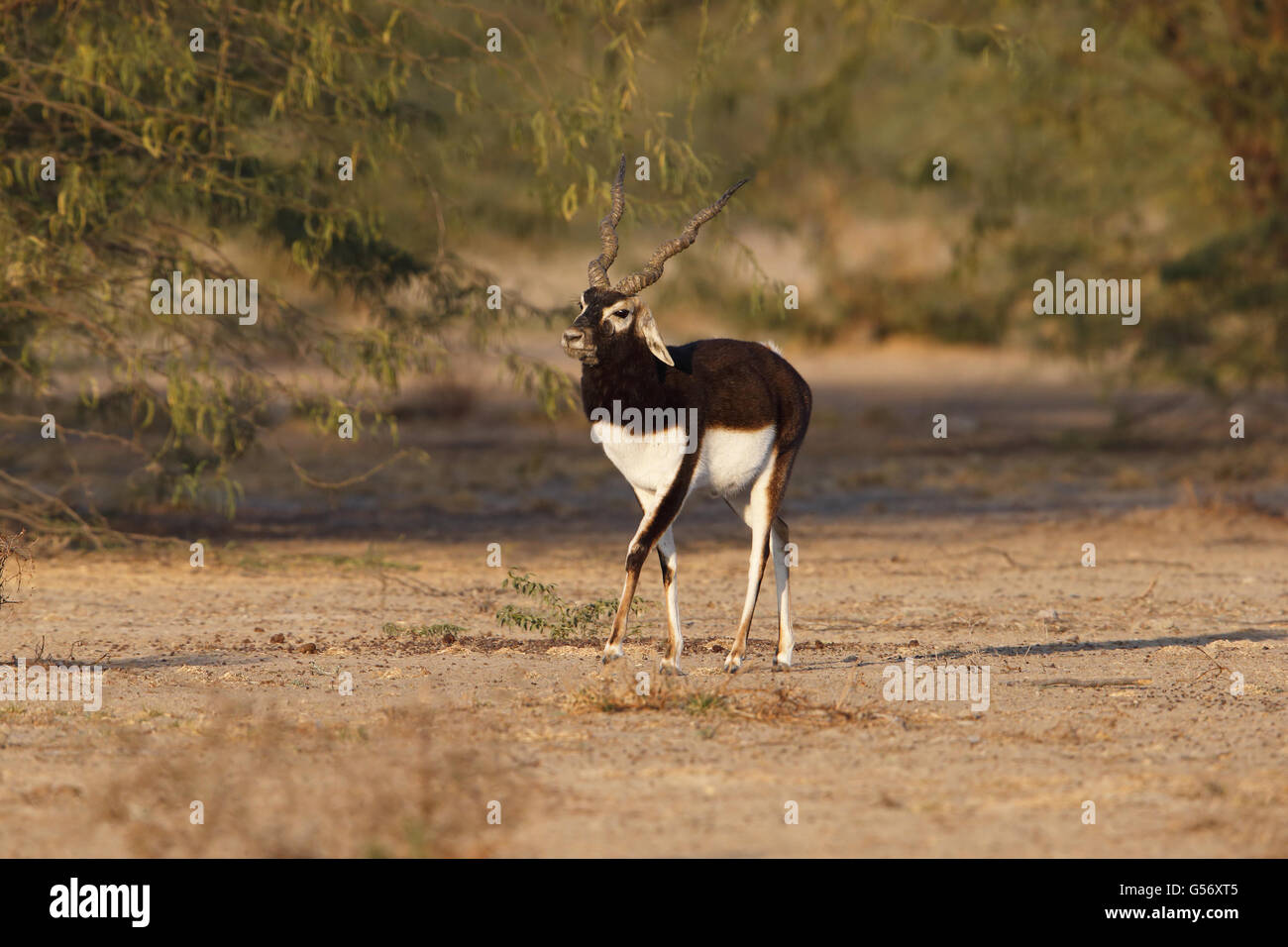 Blackbuck (Antilope cervicapra) adult male, walking, Blackbuck Reserve, Tal Chhapar, Thar Desert, Rajasthan, India, February Stock Photo