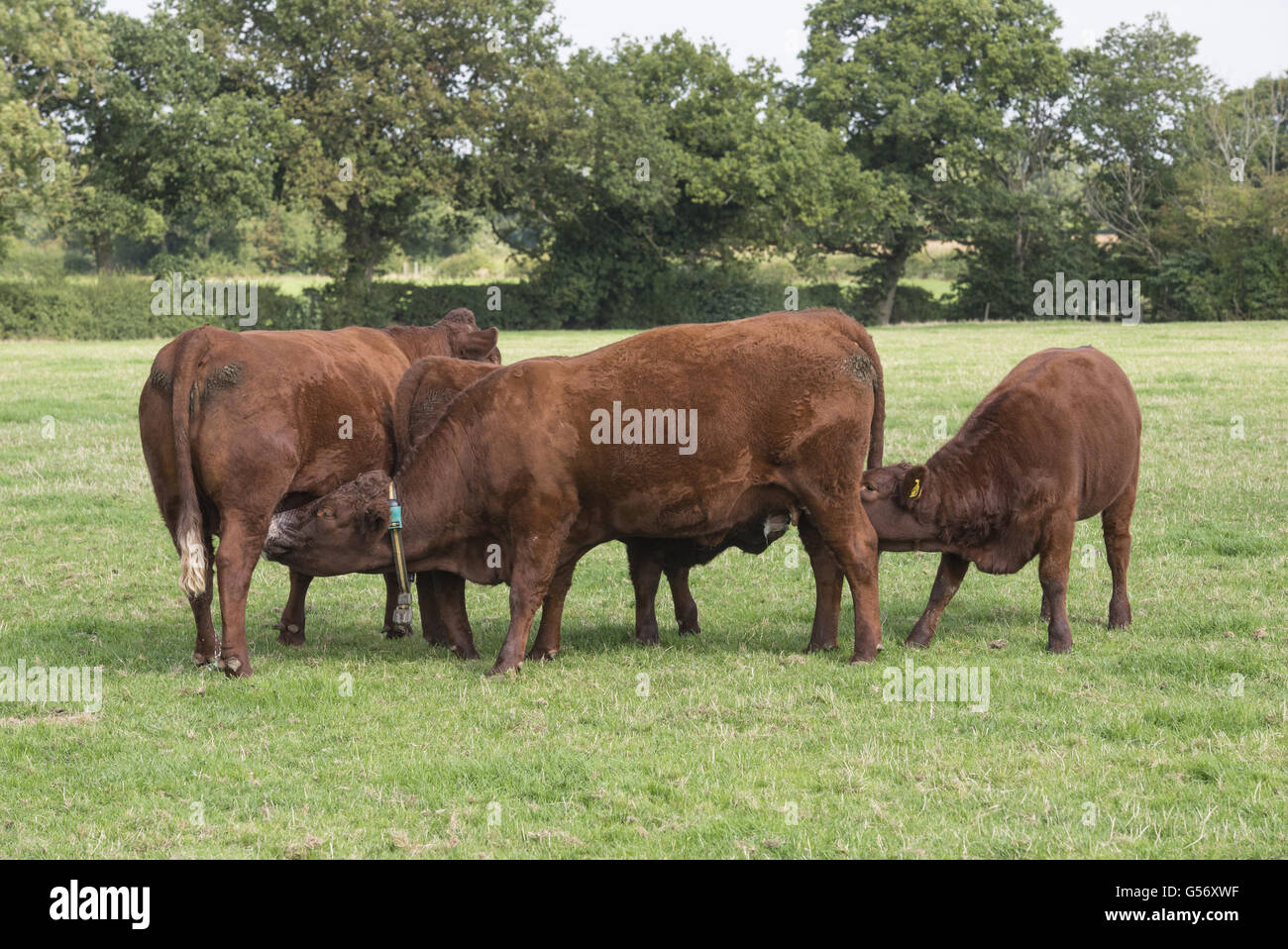 Domestic Cattle, Red Ruby Devon cow, suckling from another cow, and heifer suckling cow, Cheshire, England, September Stock Photo