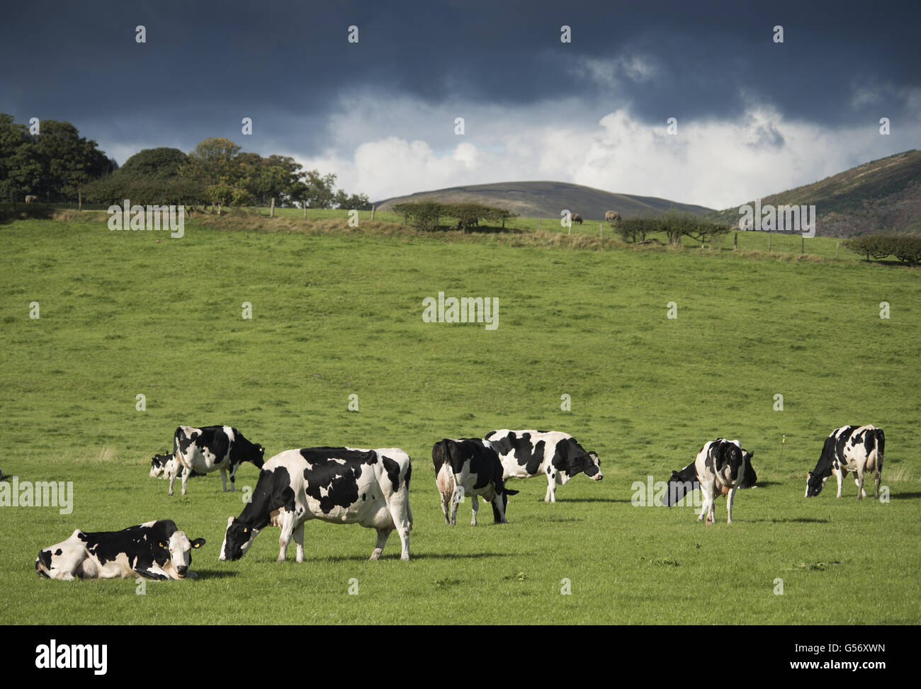 Domestic Cattle, Holstein dairy cows, herd grazing in pasture, Dunlop ...