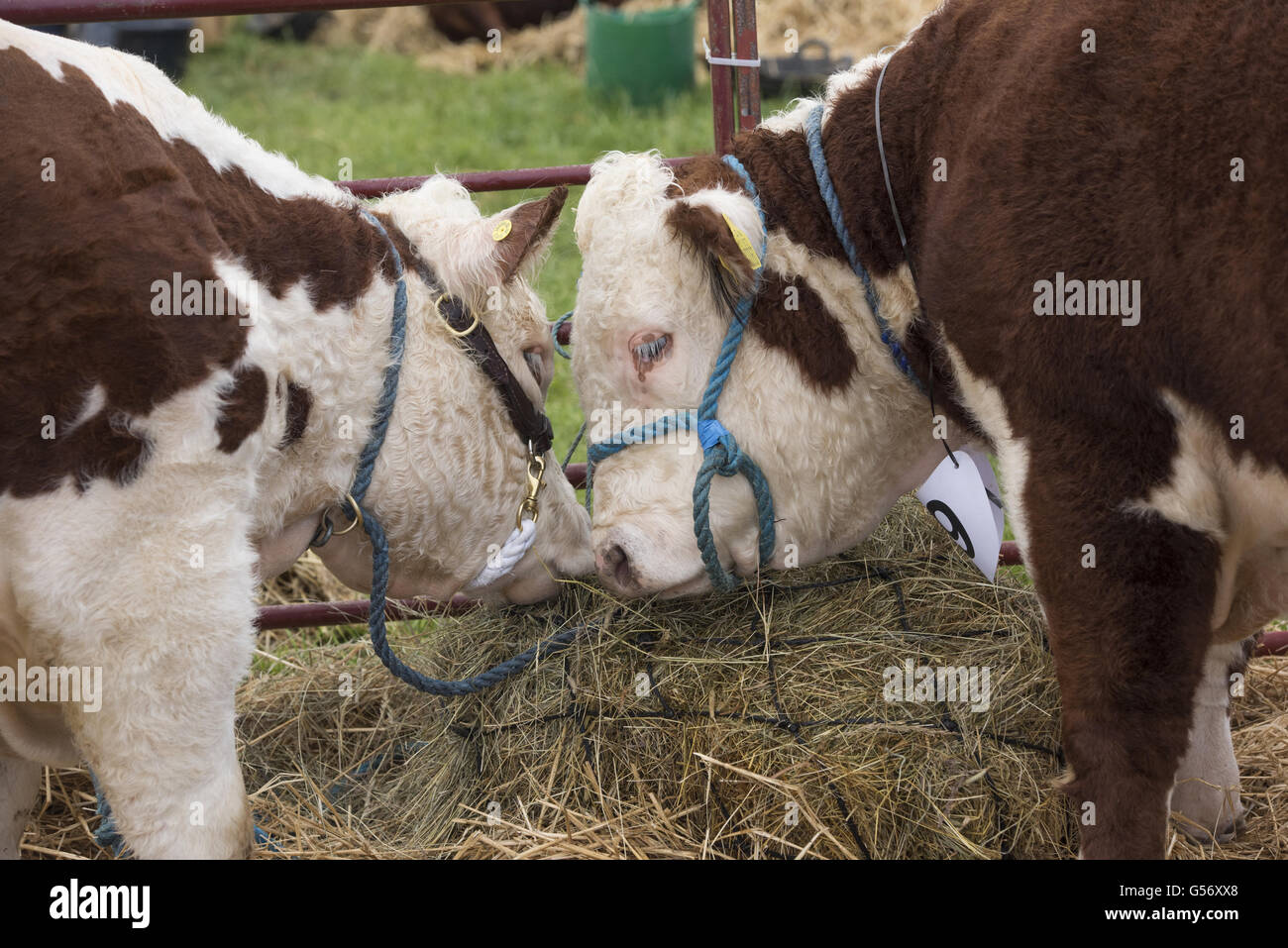 Domestic Cattle, Hereford heifers, close-up of heads, feeding on hay, Kington Show, Kington, Herefordshire, England, September Stock Photo