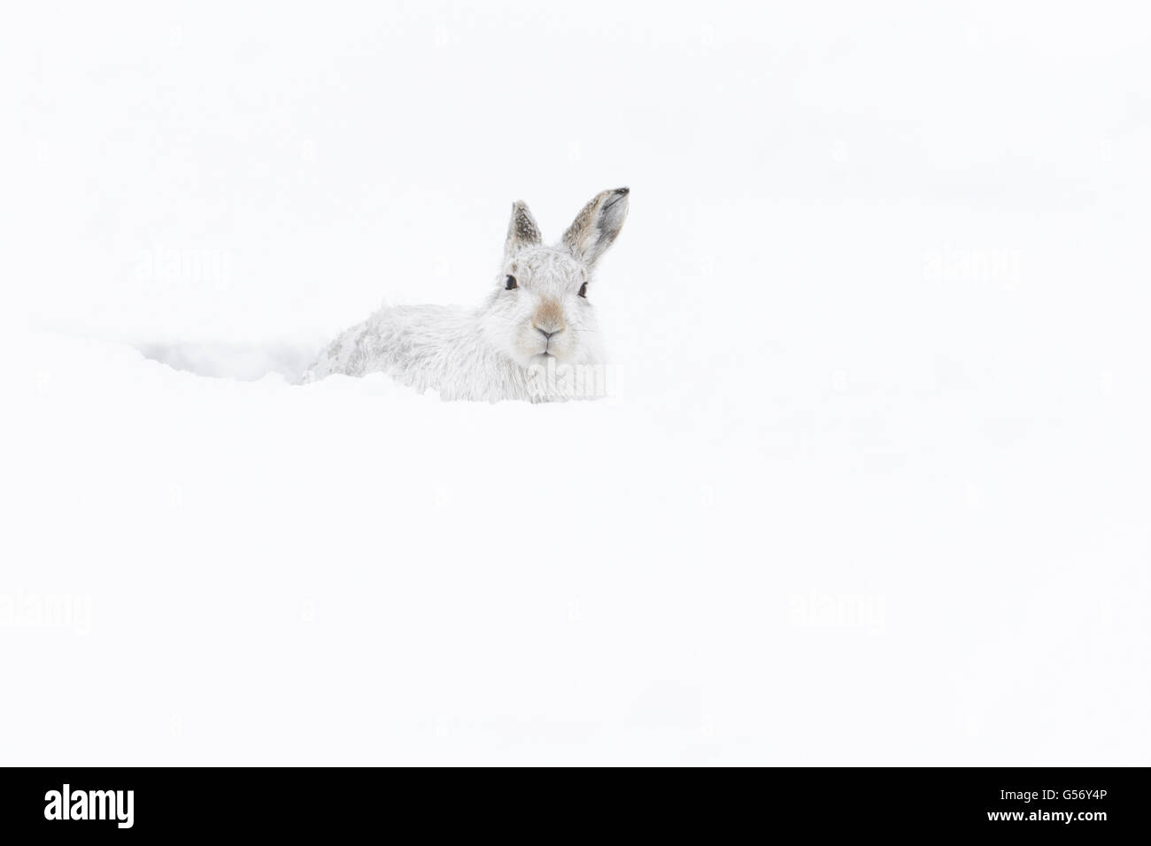 Mountain Hare (Lepus timidus) adult, in winter coat, sitting in form on snow covered hillside, Grampian Mountains, Highlands, Scotland, January Stock Photo - Alamy