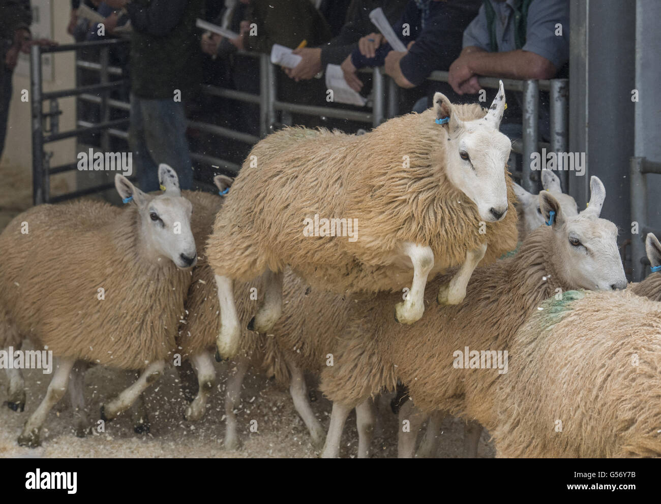 Domestic Sheep, White Welsh Mule ewe lambs, running and jumping at