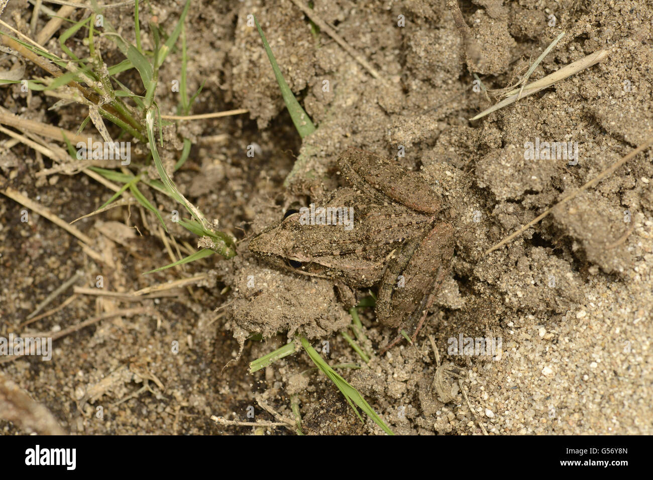 Sharp-nosed Rocket Frog (Ptychadena oxyrhynchus) adult, resting on sandy soil, Mathews Mountains, Kenya, October Stock Photo