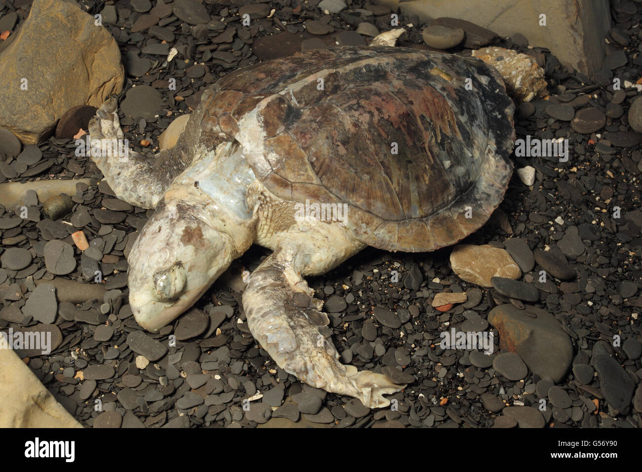 Kemp's Ridley Sea Turtle (Lepidochelys kempii) dead adult, washed up on beach strandline, Worbarrow Bay, Dorset, England, January Stock Photo