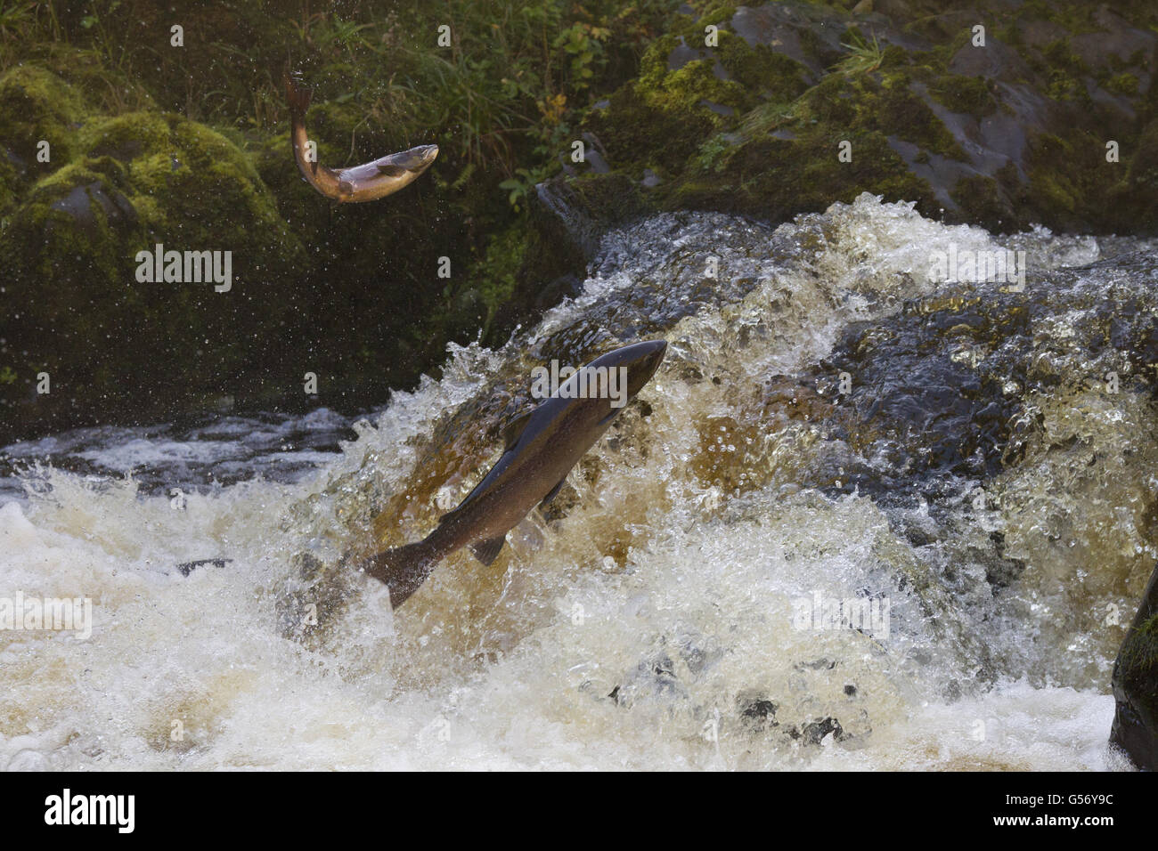 Atlantic Salmon (Salmo salar) two adults, leaping up waterfall, moving upstream to spawning ground, River Whiteadder, Berwickshire, Scottish Borders, Scotland, October Stock Photo