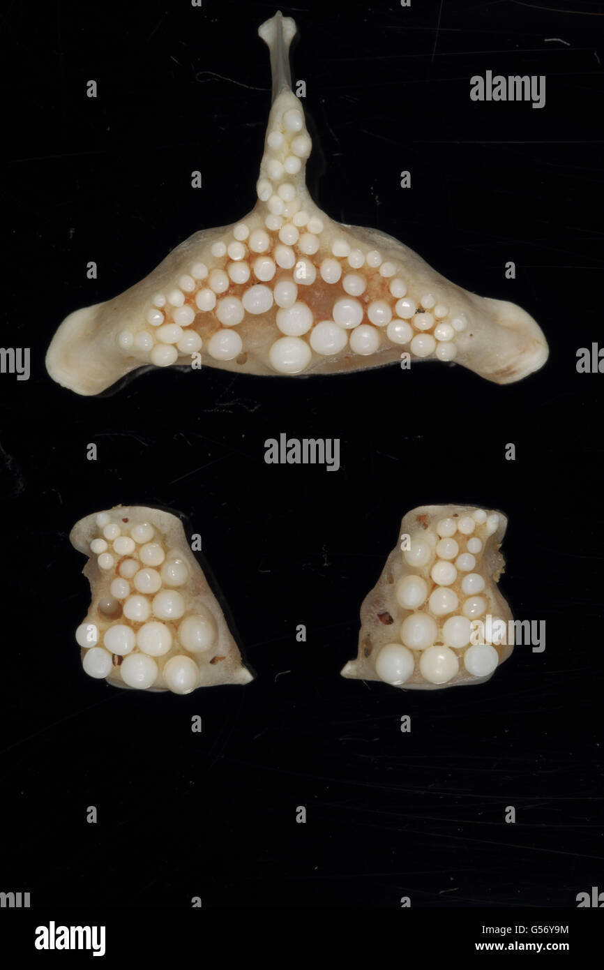 Ballan Wrasse (Labrus bergylta) 'Ballan Cross', flattened teeth on pharyngeal bones in throat (traditionally worn as lucky talisman by sailors) Stock Photo