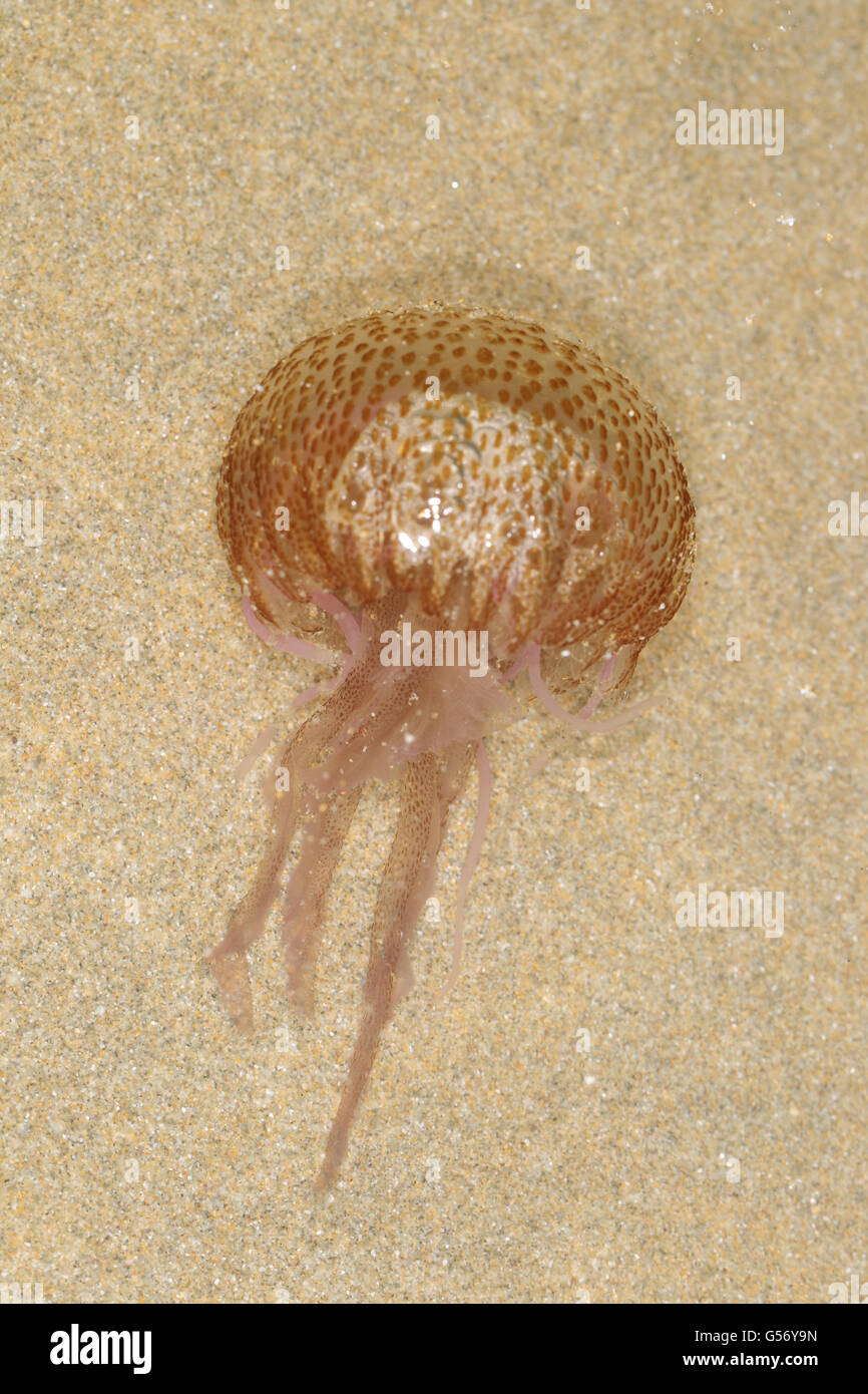 Mauve Stinger (Pelagia noctiluca) adult, stranded on beach, Newquay, Cornwall, England, December Stock Photo