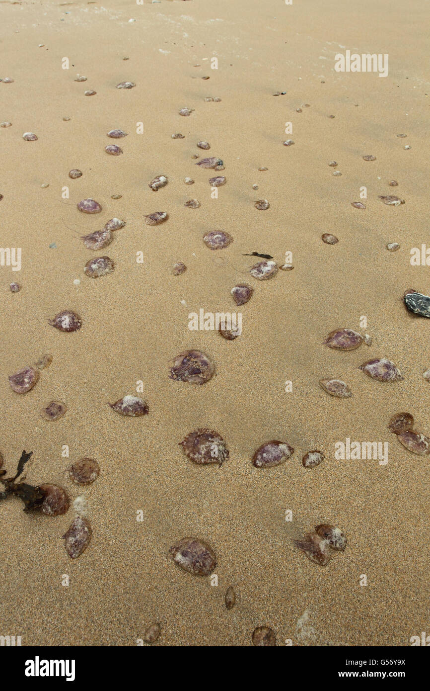 Mauve Stinger (Pelagia noctiluca) adults, mass stranded on beach, Newquay, Cornwall, England, December Stock Photo