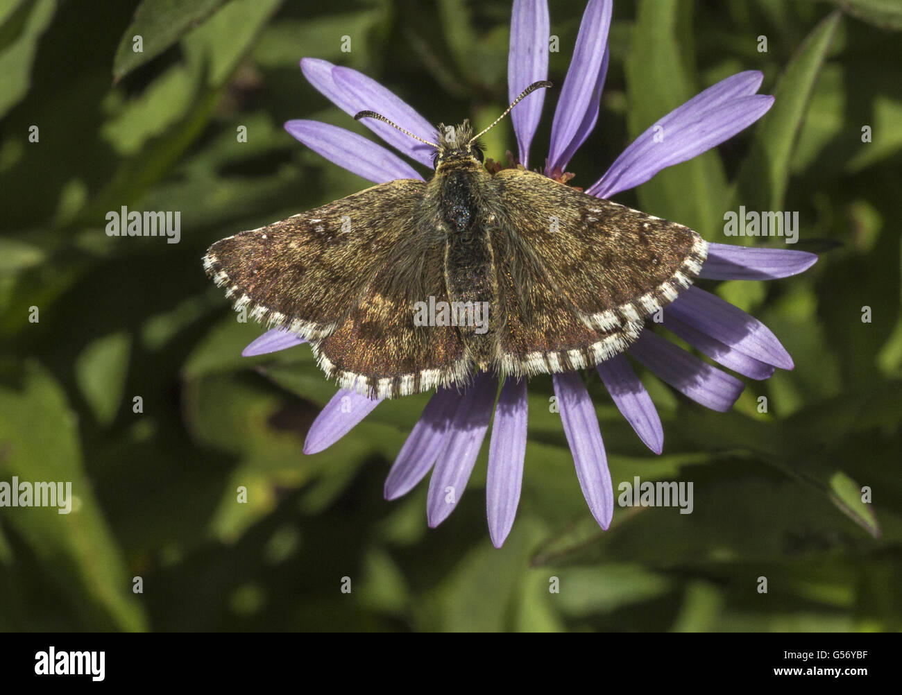 Warren's Skipper (Pyrgus warrenensis) adult, feeding on Siberian Aster (Aster sibiricus) flower, Italian Alps, Italy, July Stock Photo