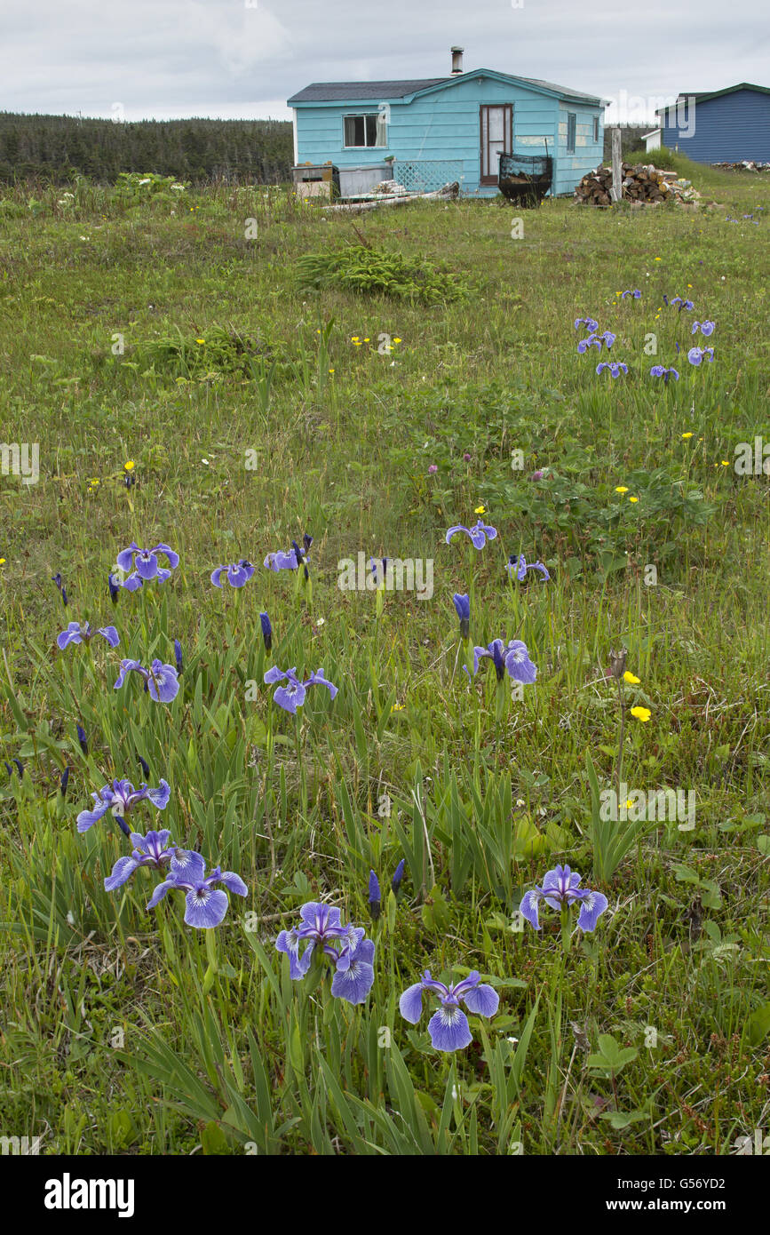 Canada Beachhead Iris (Iris setosa canadensis) flowering, growing on