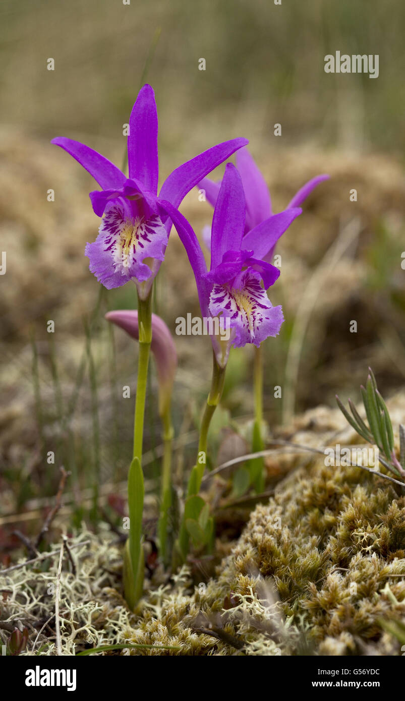 Dragon's Mouth Orchid (Arethusa bulbosa) flowering, growing on bog, Newfoundland, Canada, July Stock Photo